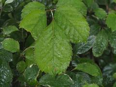 Polyscias balfouriana