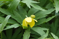 Anemonoides ranunculoides