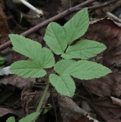 Aegopodium podagraria