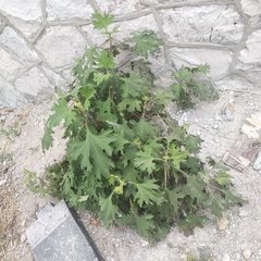 Smallanthus maculatus