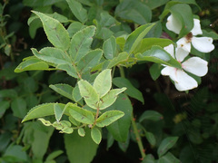 Rosa lucieae