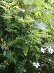 Rosa lucieae