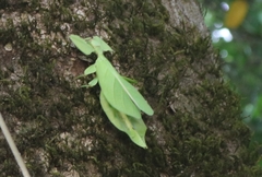 Pulchriphyllium bioculatum