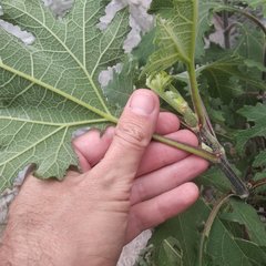 Smallanthus maculatus