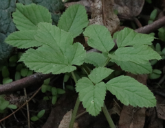 Aegopodium podagraria