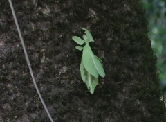 Pulchriphyllium bioculatum