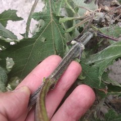 Smallanthus maculatus