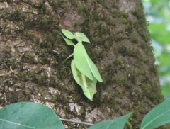 Pulchriphyllium bioculatum