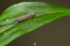 Graphocephala aurora