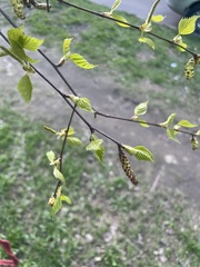 Betula pendula