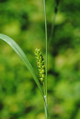 Carex granularis