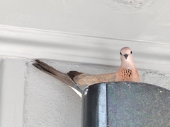 Streptopelia senegalensis