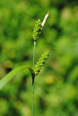 Carex granularis