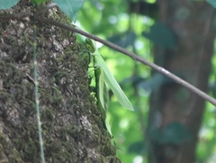 Pulchriphyllium bioculatum