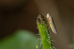 Graphocephala aurora