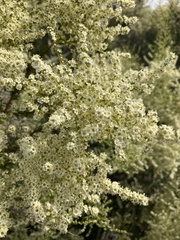 Adenostoma fasciculatum