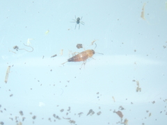 Tachyporus abdominalis