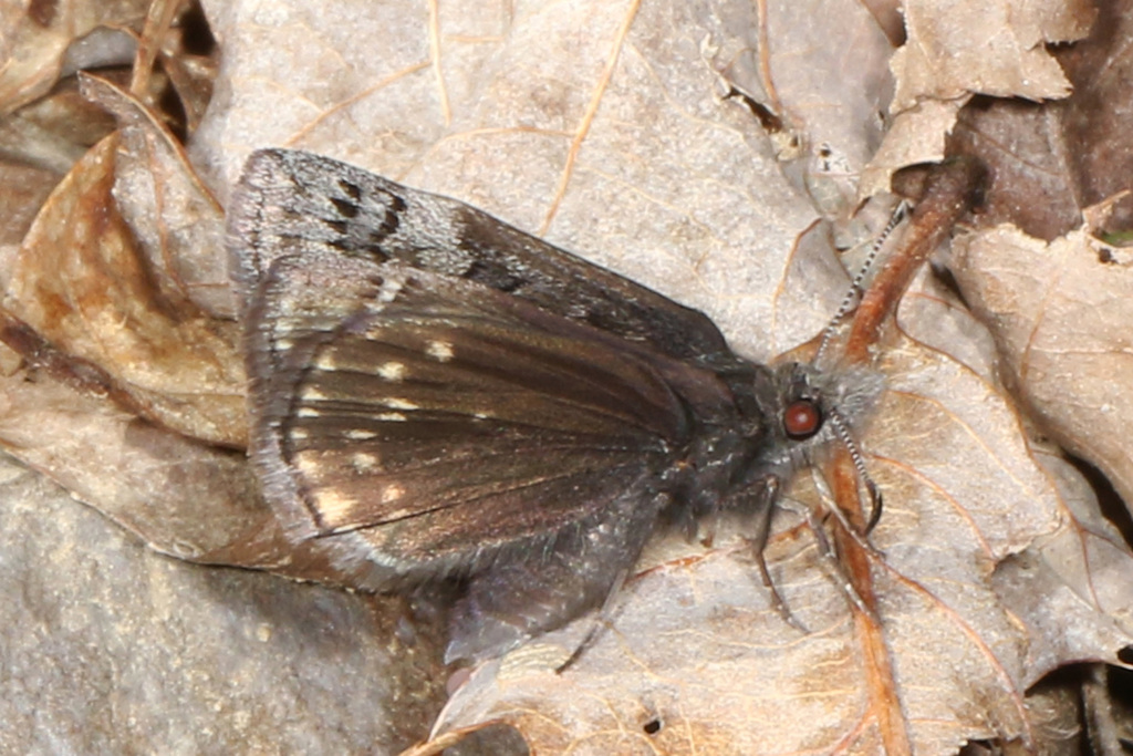 Sleepy Duskywing