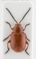 Pseudodisonycha