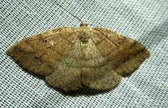 Drepanulatrix secundaria