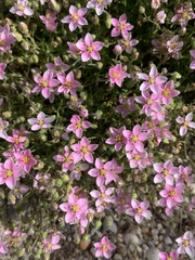Rhodalsine geniculata