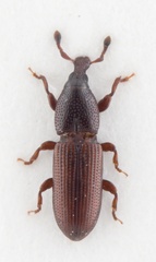 Cossonus