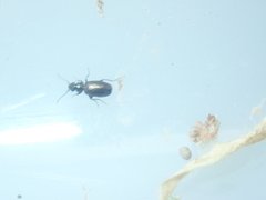 Syntomus foveatus