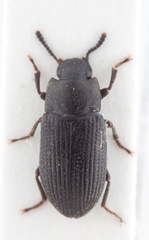 Blapstinus dominicus