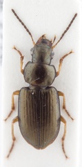 Selenophorus parumpunctatus