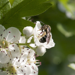 Halictus quadricinctus