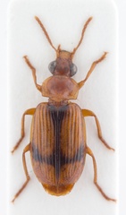 Plochionus
