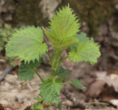 Urtica dioica