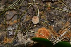 Coprinellus radians