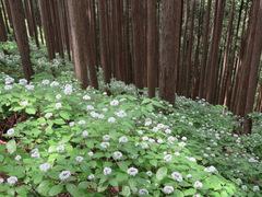 Hydrangea hirta
