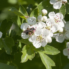 Halictus quadricinctus
