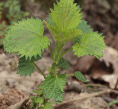Urtica dioica