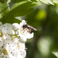 Halictus quadricinctus
