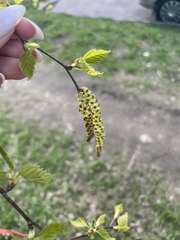 Betula pendula