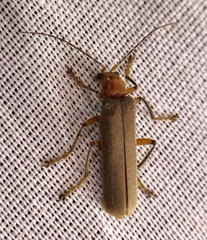 Pacificanthia consors