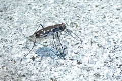 Cicindela sedecimpunctata