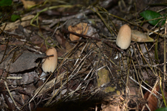 Coprinellus radians
