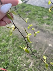 Betula pendula