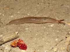 Ambigolimax