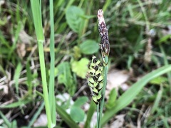 Carex panicea