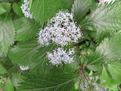 Hydrangea hirta