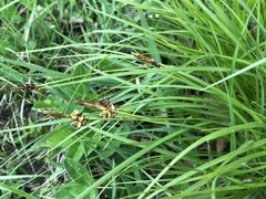 Carex montana