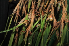 Maxillaria maria-luisae