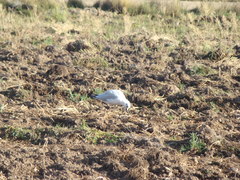 Chroicocephalus serranus