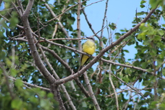 Tyrannus melancholicus