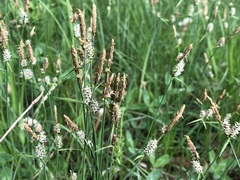 Carex panicea